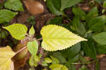 Hairy crabweed <BR>Clammyweed